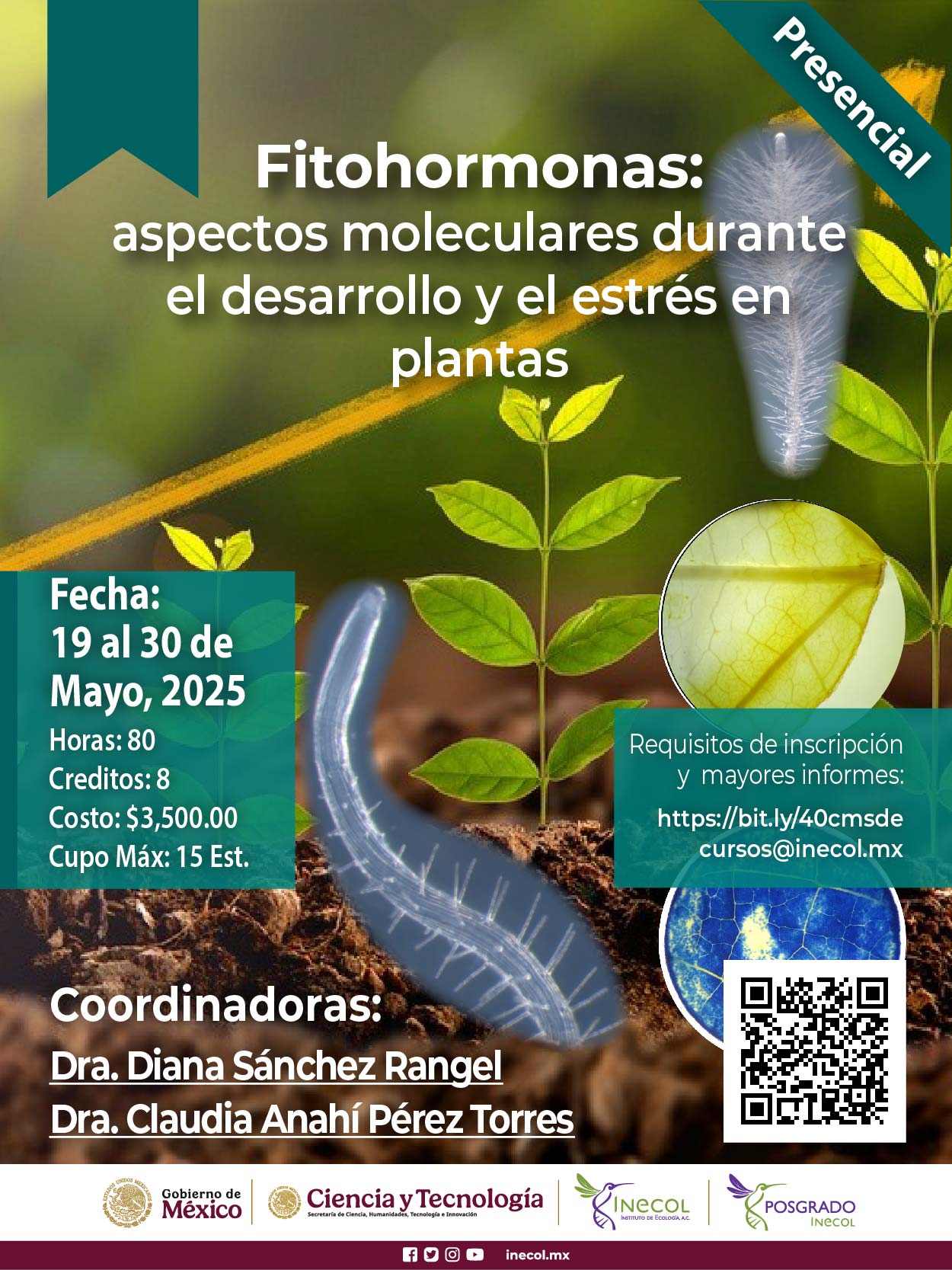 Fitohormonas: aspectos moleculares durante el desarrollo y el estrés en plantas