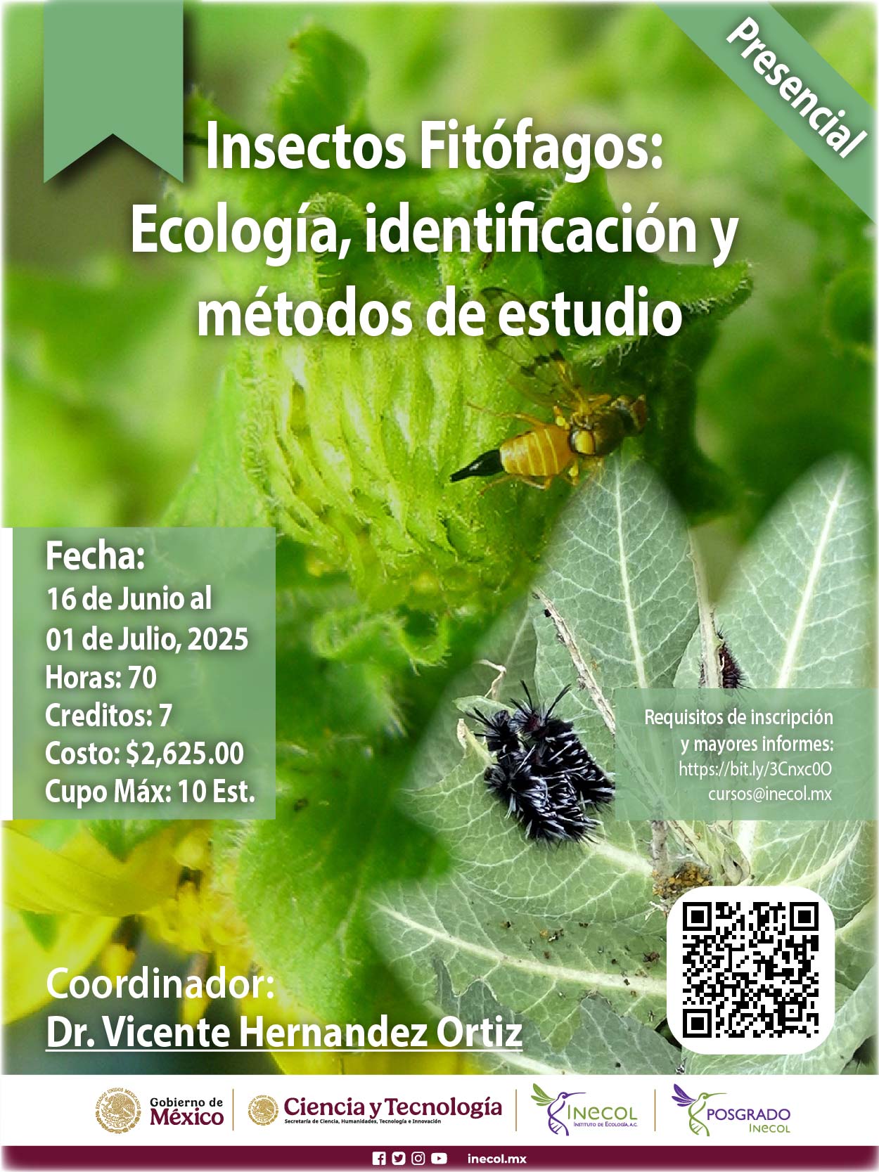 Insectos Fitófagos: Ecología, identificación y métodos de estudio