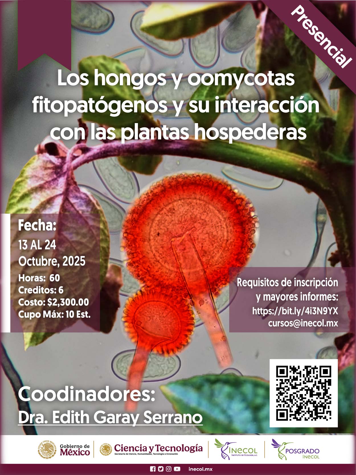 Los hongos y oomycotas fitopatógenos y su interacción con las plantas hospederas 